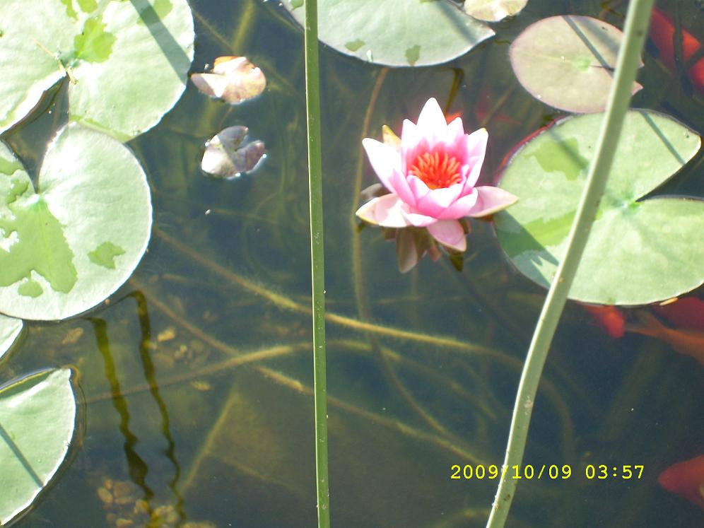 Seerose Gartenteich