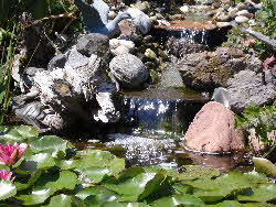 Bachlauf-und-Seerose Bachlauf-und-Seerose