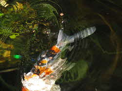 Koi teich Koi teich