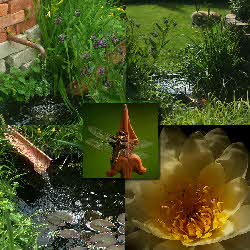 Libelle Teich Libelle Teich