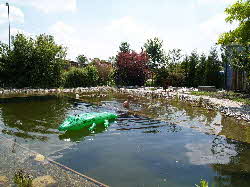 Schwimm teich Krokodiel Schwimm teich Krokodiel