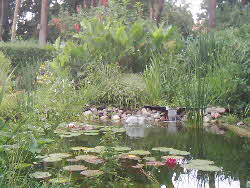 Wasserfall-mit-Seerose