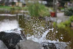 Wasserpflanzen-Baumann-Welle Wasserpflanzen-Baumann-Welle